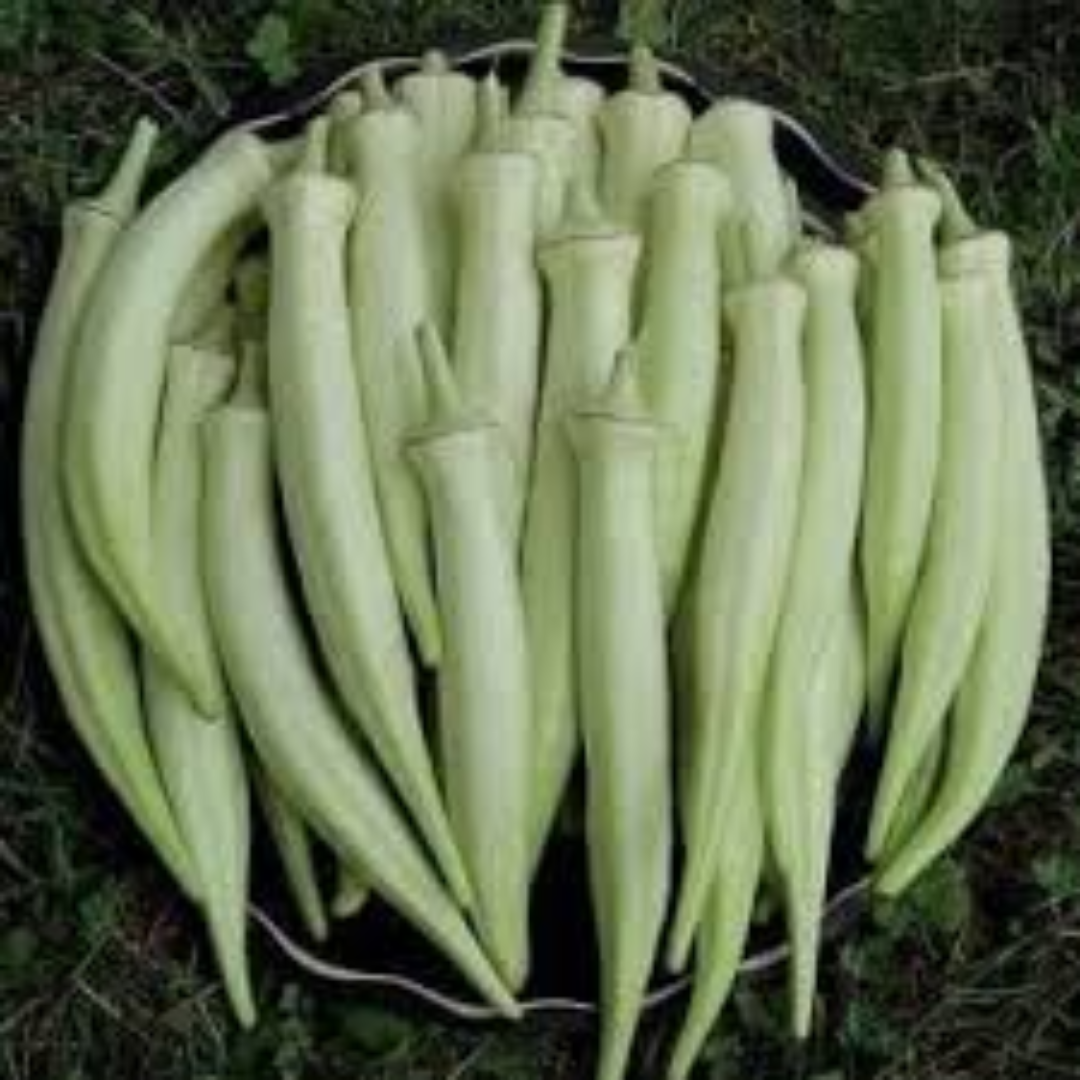 White Okra Lady Finger UAE Dealer
